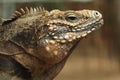 Cuban rock iguana (Cyclura nubila)