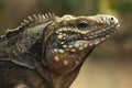 Cuban rock iguana (Cyclura nubila) Royalty Free Stock Photo