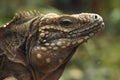 Cuban rock iguana (Cyclura nubila) Royalty Free Stock Photo