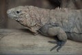 Cuban rock iguana Cyclura nubila