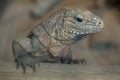 Cuban rock iguana Cyclura nubila