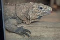 Cuban rock iguana Cyclura nubila Royalty Free Stock Photo