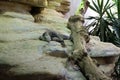 Cuban rock iguana