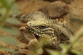 Cuban rock iguana, Cyclura nubila. Large lizard lays on rock, coved by green leaves