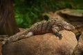 Cuban rock iguana, Cyclura nubila, lizard on the stone in the nature habitat. Reptile on the rock, Cuba, Cetral America. Wildlife Royalty Free Stock Photo