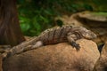 Cuban rock iguana, Cyclura nubila, lizard on the stone in the nature habitat. Reptile on the rock, Cuba, Cetral America. Wildlife