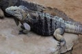 The Cuban rock iguana, Cuban ground iguana, Cuban iguana (Cyclura nubila) female in a natural habitat