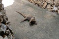 A Cuban rock iguana walks on the ground, Barbados, Caribbean