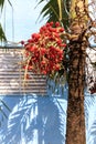 Cuban royal palm with fruits