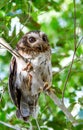 Cuban Screech-owl Gymnoglaux lawrencii at roost site