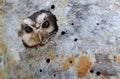 Cuban Screech-owl in Tree Hole