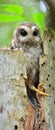 Cuban Screech-owl in Tree Hole