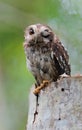 Cuban Screech-owl in Tree Hole