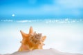 Cuban sea shell on white Florida beach sand