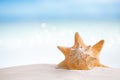 Cuban sea shell on white Florida beach sand under the sun light Royalty Free Stock Photo