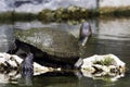 Cuban slider, turtle native to Cuba - Peninsula de Zapata National Park, Cuba Royalty Free Stock Photo