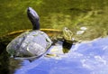 Cuban slider, turtle native to Cuba - Peninsula de Zapata National Park / Zapata Swamp, Cuba Royalty Free Stock Photo