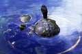 Cuban slider, turtle native to Cuba - Peninsula de Zapata National Park / Zapata Swamp, Cuba Royalty Free Stock Photo