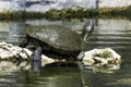 Cuban slider, turtle native to Cuba - Peninsula de Zapata National Park, Cuba Royalty Free Stock Photo