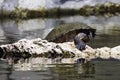 Cuban slider, turtle native to Cuba - Peninsula de Zapata National Park, Cuba Royalty Free Stock Photo