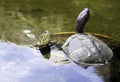 Cuban slider, turtle native to Cuba - Peninsula de Zapata National Park, Cuba Royalty Free Stock Photo