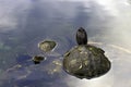 Cuban slider, turtle native to Cuba - Peninsula de Zapata National Park, Cuba Royalty Free Stock Photo