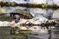 Cuban slider, turtle native to Cuba - Peninsula de Zapata National Park, Cuba Royalty Free Stock Photo