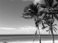 Cuban Black and White Ocean Photo with Palm Trees and Beach