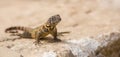 Cuban Striped Curly-tailed Lizard