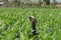 Cuban tabacco farmer working in the middle of his plantation in