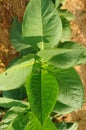 Cuban tabacco plant in Vinales Royalty Free Stock Photo