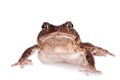 The cuban toad, Bufo empusus, on white Royalty Free Stock Photo