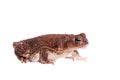 The cuban toad, Bufo empusus, on white Royalty Free Stock Photo