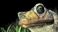 Cuban Toad, Playa GirÃÂ³n, Cuba Royalty Free Stock Photo