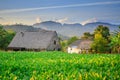 Cuban tobacco farm