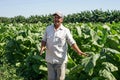 Cuban tobacco grower in the field Royalty Free Stock Photo