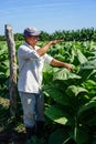 Cuban tobacco grower in the field Royalty Free Stock Photo