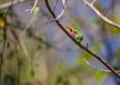 Cuban Tody Royalty Free Stock Photo