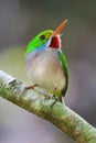 Cuban Tody bird Todus multicolor Royalty Free Stock Photo