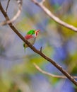 Cuban Tody on a branch Royalty Free Stock Photo