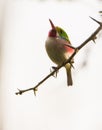 Cuban Tody on a branch Royalty Free Stock Photo