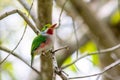 Cuban tody perched atop a tree branch in a scenic and verdant park. Royalty Free Stock Photo