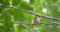 Cuban Tody (Todus multicolor) endemic species Royalty Free Stock Photo