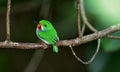 Cuban Tody (Todus multicolor) Royalty Free Stock Photo