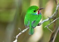 Cuban Tody (Todus multicolor) Royalty Free Stock Photo