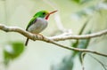 Cuban Tody, Todus multicolor, an endemic species of Cuba