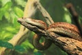 Cuban tree boa