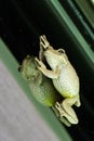 Cuban Tree Frog hugging a window