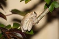 Cuban tree frog