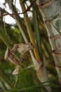 Cuban Tree Frog Osteopilus septentrionalis hangs on an areca palm Royalty Free Stock Photo